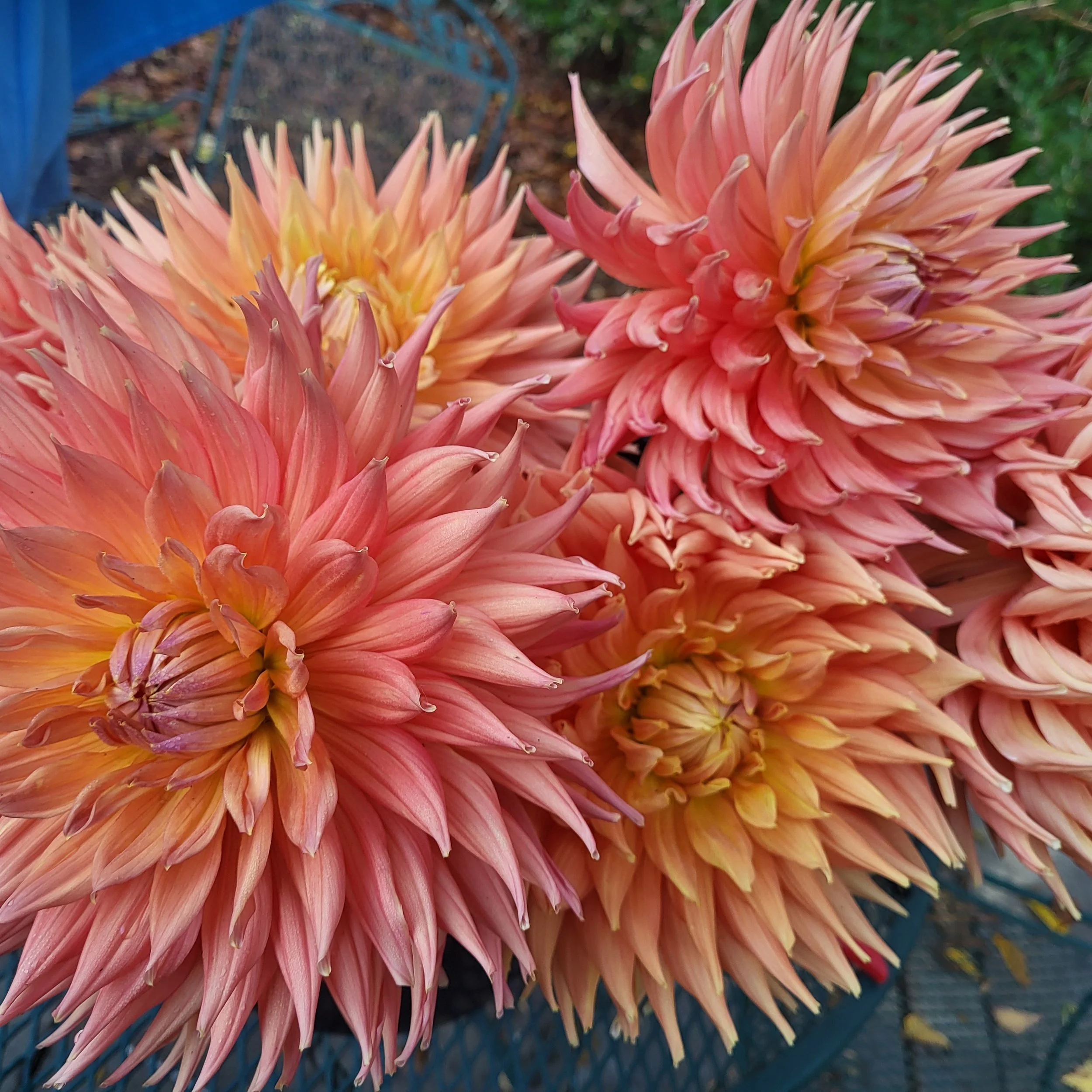 AC BEN AA-SC-LB-OR/YL — Crazy 4 Dahlias